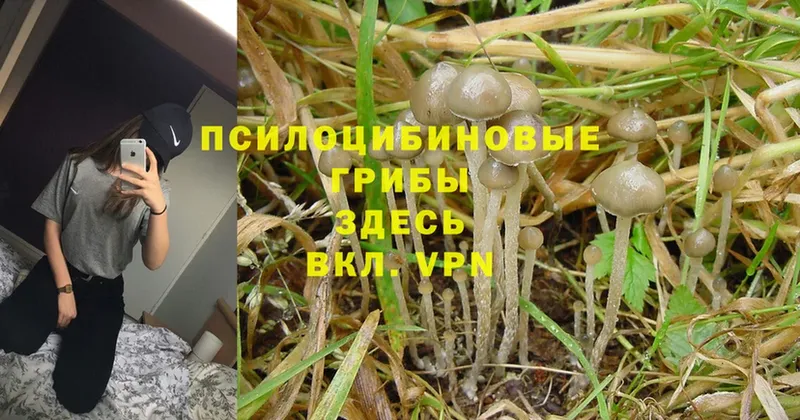 Псилоцибиновые грибы MAGIC MUSHROOMS  Болгар 